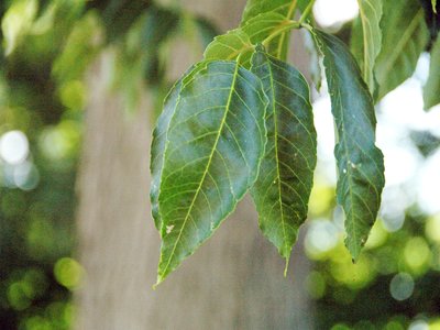 Blue Ash
