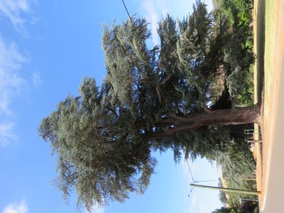 Blue Atlas Cedar