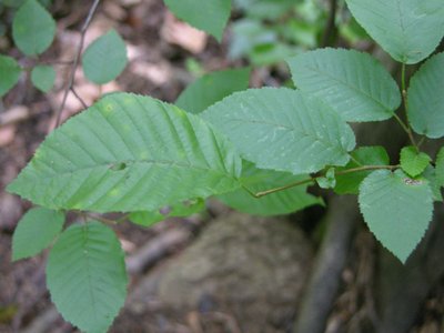 Blue Beech