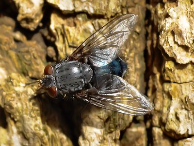 Blue Bottle Tree