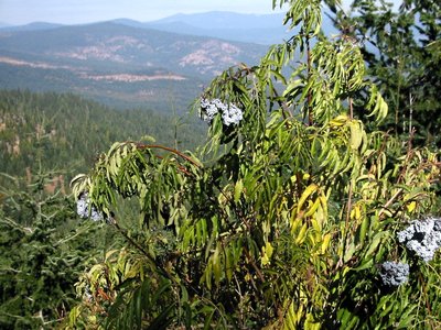 Blue Elderberry