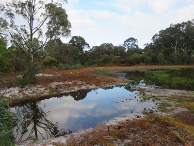 Blue Gum