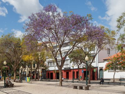 Blue Jacaranda