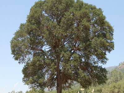 Blue Oak