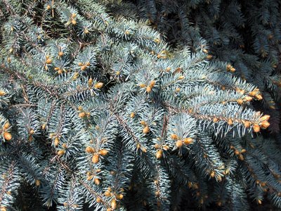 Blue Spruce