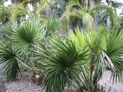 Bluestem Palmetto