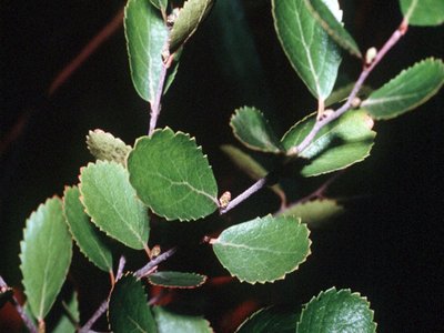 Bog Birch
