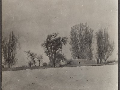 Bolleana Poplar
