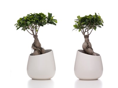 Bonsai Ficus