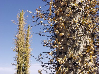 Boojum Tree