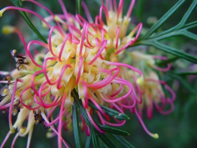Bottle Brush