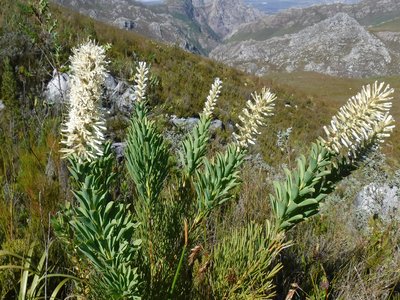 Bottlebrush