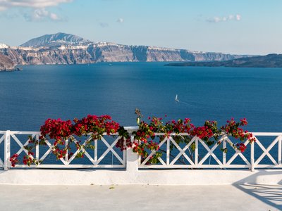Bougainvillea