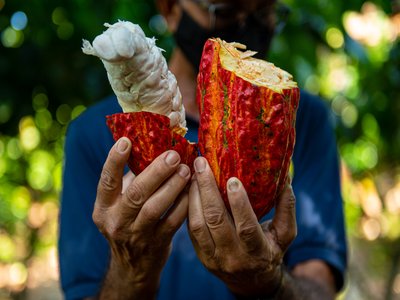 Brazilian Cocoa