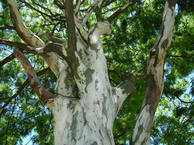 Brazilian Ironwood