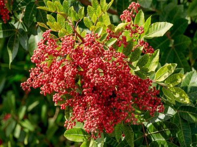 Brazilian Pepper Tree