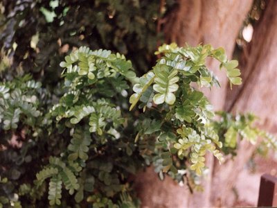 Brazilwood