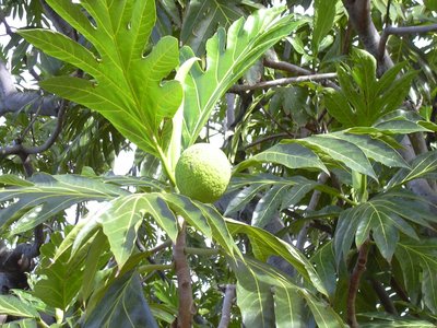 Breadfruit