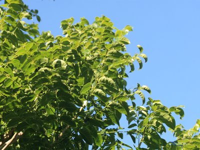 Broadleaf Mahogany
