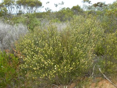 Broombush