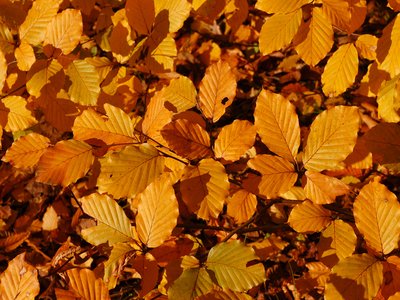 Brown Beech