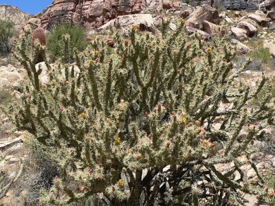 Buckhorn Cholla