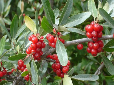 Buffaloberry