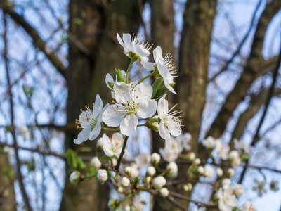 Bullace Plum