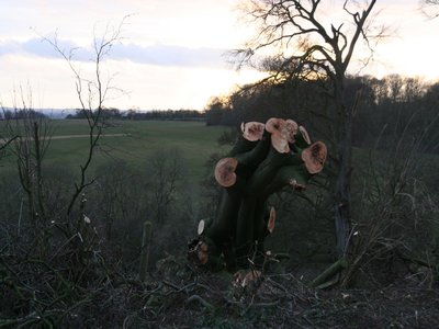 Bully Tree