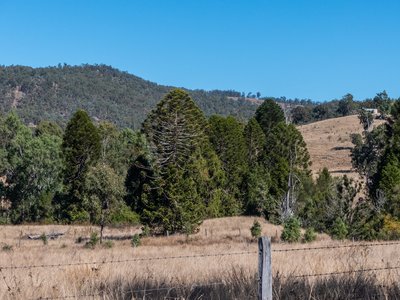 Bunya Pine