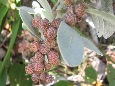 Buttonwood
