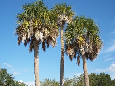 Cabbage Palmetto