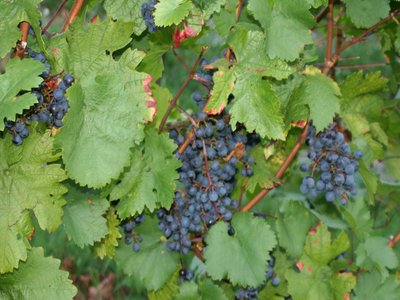 Cabernet Grape