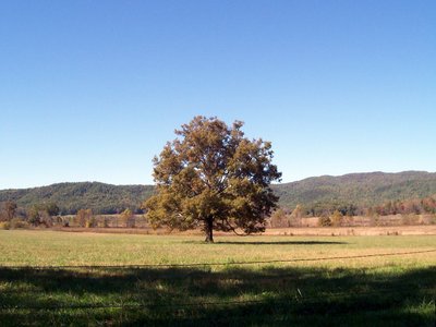 Cade Tree