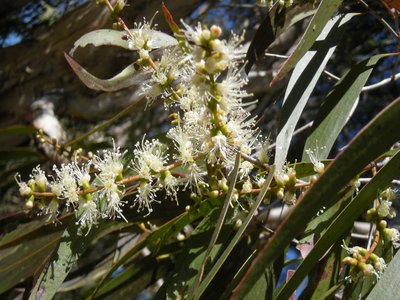 Cajeput Tree