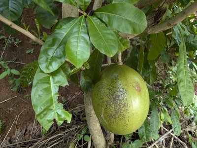 Calabash Tree