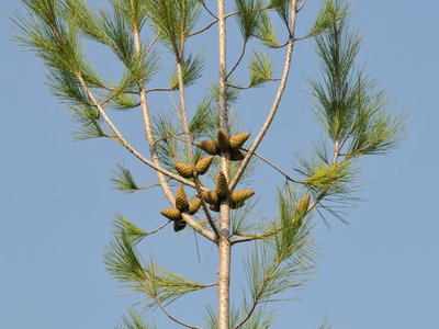 Calabrian Pine