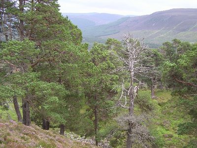 Caledonian Pine