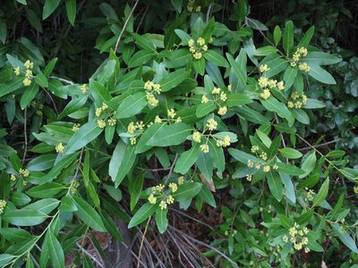 California Bay Laurel