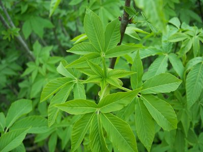 California Buckeye