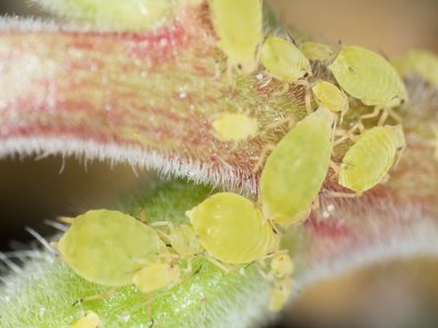 California Buckthorn