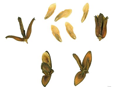 California Incense Cedar