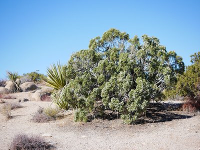 California Juniper