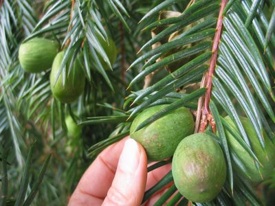 California Nutmeg