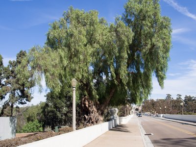 California Pepper Tree