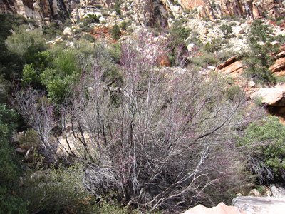California Redbud