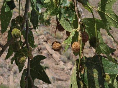 California Sycamore