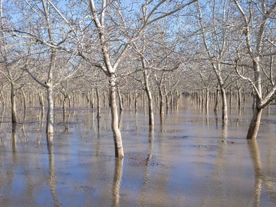California Walnut