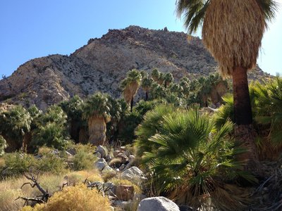 Californian Fan Palm