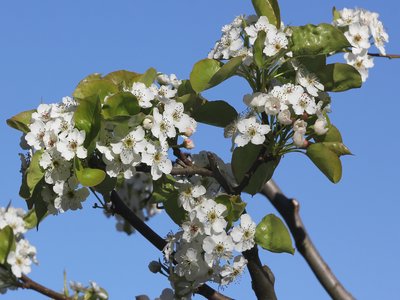 Callery Pear